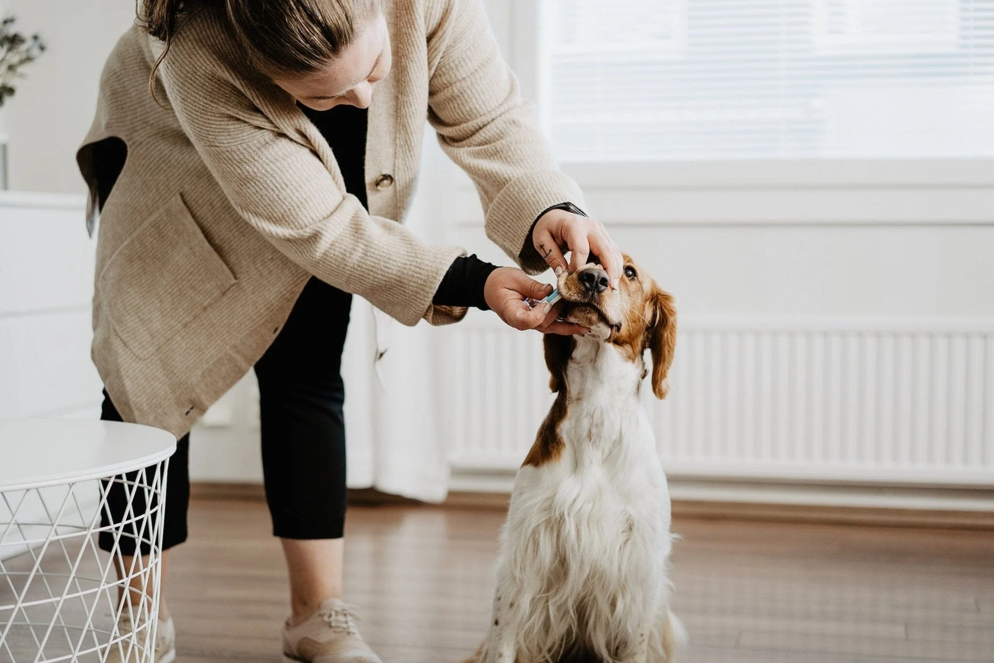 Belly labs Dog Pregnancy Test - Image 4