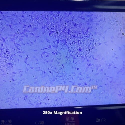 Breeder Canine Analysis Microscope 1000x - Image 4
